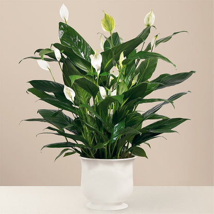 Comfort Planter –  Yosvi Gardens, Boca Raton FL